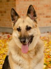 Angie, a black and tan german shepherd