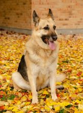 Angie, a black and tan german shepherd