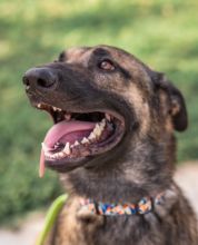 Ash, a black and tan german shepherd