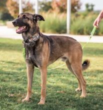 Ash, a black and tan german shepherd