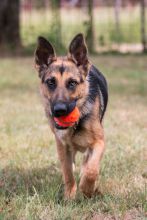 Bindi, a black and tan german shepherd