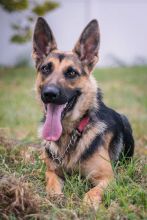 Bindi, a black and tan german shepherd