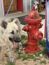 Barkley, a gorgeous tan and black longhaired shepherd next to a red fireplug