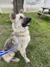 Barkley, a gorgeous tan and black longhaired shepherd