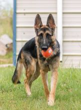 Basha, a black and tan german shepherd