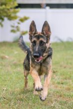 Basha, a black and tan german shepherd