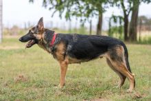 Basha, a black and tan german shepherd