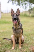 Basha, a black and tan german shepherd