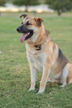 Beau, a black and tan german shepherd