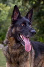 Bella, a black and tan german shepherd