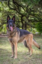 Bella, a black and tan german shepherd