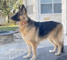 Bella, a beautiful long haired, black and tan german shepherd