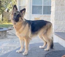 Bella, a beautiful long haired, black and tan german shepherd