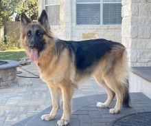 Bella, a beautiful long haired, black and tan german shepherd