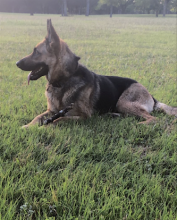 Bindi, a black and tan german shepherd