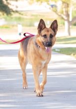 Blossom, a black and tan german shepherd