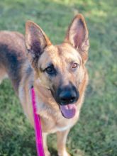 Blossom, a black and tan german shepherd