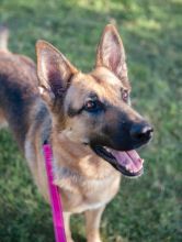 Blossom, a black and tan german shepherd