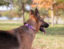 Blossom, a black and tan german shepherd