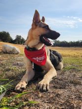 Brady, a black and tan german shepherd