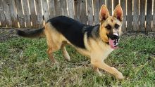 Brady, a black and tan german shepherd