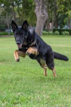 Brita, a leaping black and tan german shepherd