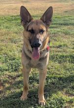 Brodie, a black and tan young german shepherd