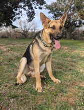 Brodie, a black and tan young german shepherd