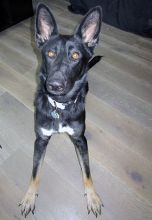 Bruno, a black and tan german shepherd