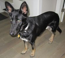 Bruno, a black and tan german shepherd