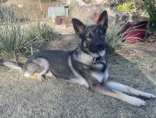 Bruno, a black and tan german shepherd