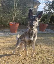 Bruno, a black and tan german shepherd