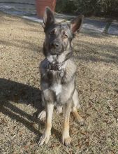 Bruno, a black and tan german shepherd