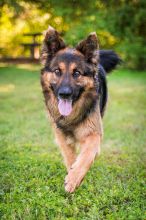 Buddy, a long haired black and tan German Shepherd