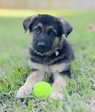 Buddy with a ball