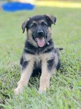 Buddy, a black and tan german shepherd puppy