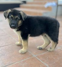 Buddy, a black and tan german shepherd puppy