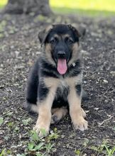 Buddy, a black and tan german shepherd puppy