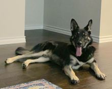 Cayman, a black and tan german shepherd