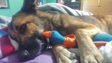 Cami, a black and tan german shepherd with her goose toy