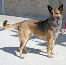 Cami, a black and tan german shepherd