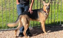 Capiro, a black and tan german shepherd