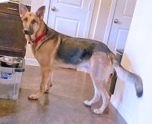 Capiro, a black and tan german shepherd