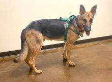 Capiro, a black and tan german shepherd