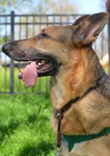 Capiro, a black and tan german shepherd