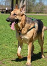 Capiro, a black and tan german shepherd