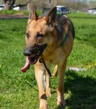 Capiro, a black and tan german shepherd