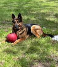 Casey, a black and tan german shepherd