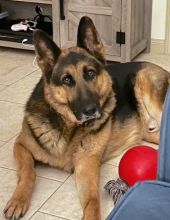 Casey, a black and tan german shepherd