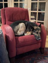 Casey, a black and tan german shepherd